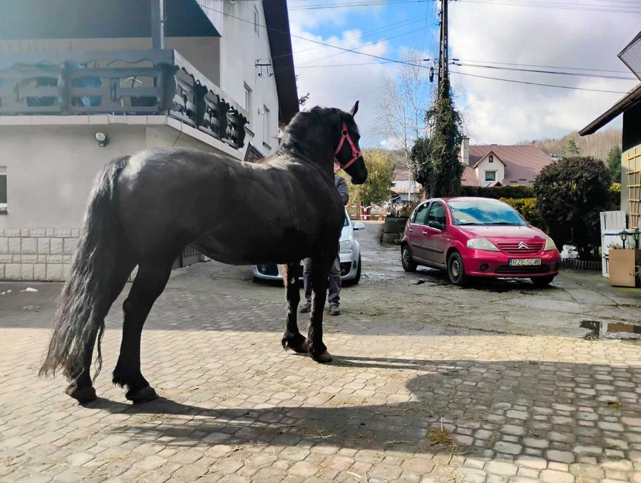 Sprzedam Klacz Fryzyjska