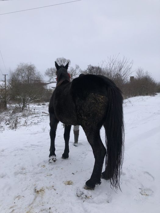 Продається кобила!