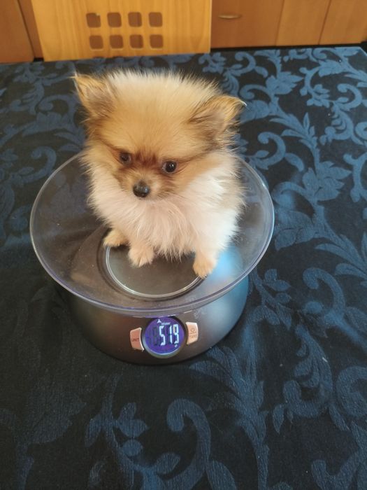 Spitz alemão menino mini