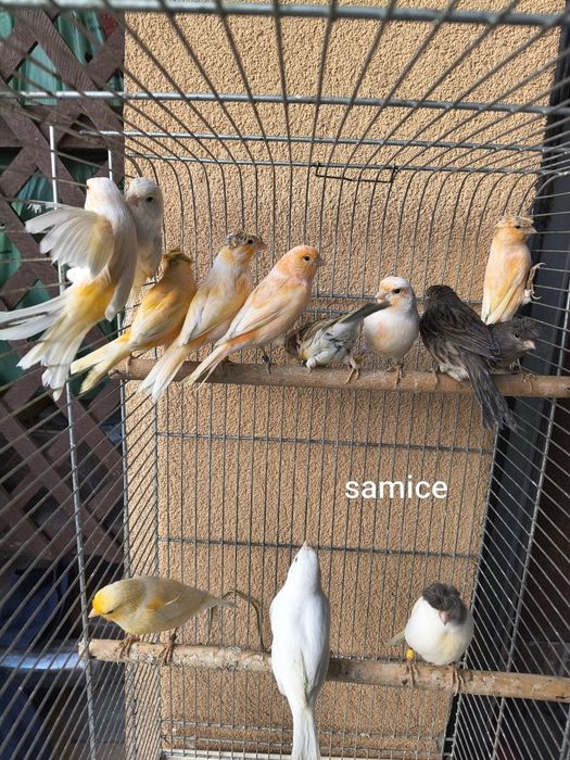 Sprzedam samce i samice