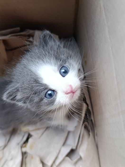 Котики шукають дім