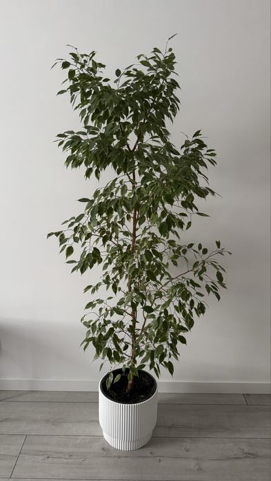 Продам фікус бенджамина