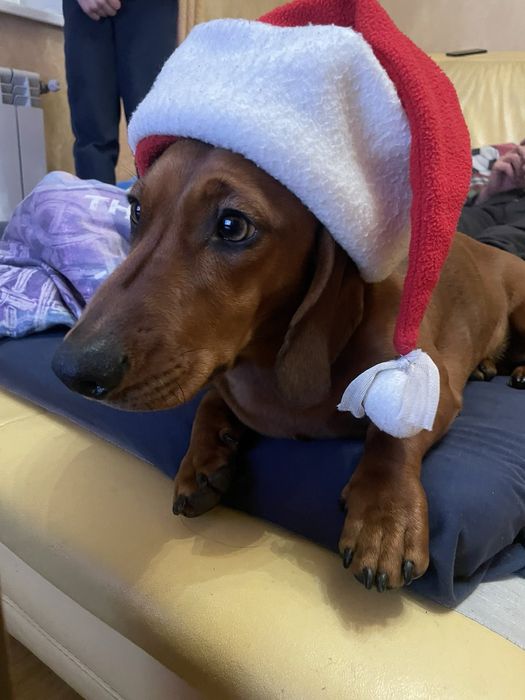 Такса кобель для вязки