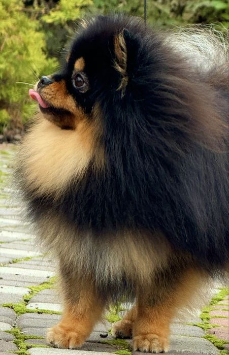 Померанський шпіц