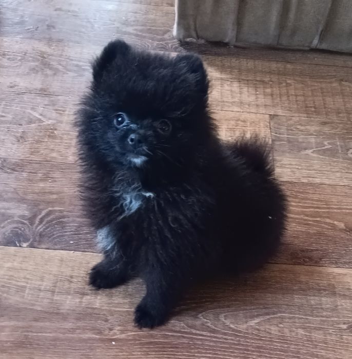 Черний принц,чекає власника