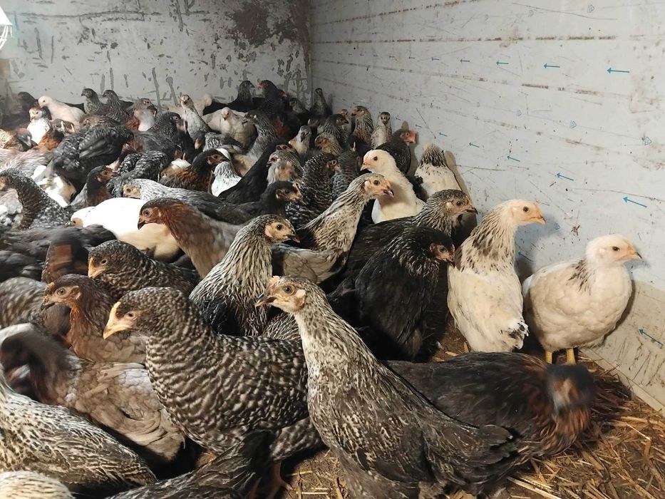 Kurki nioski Dominant.