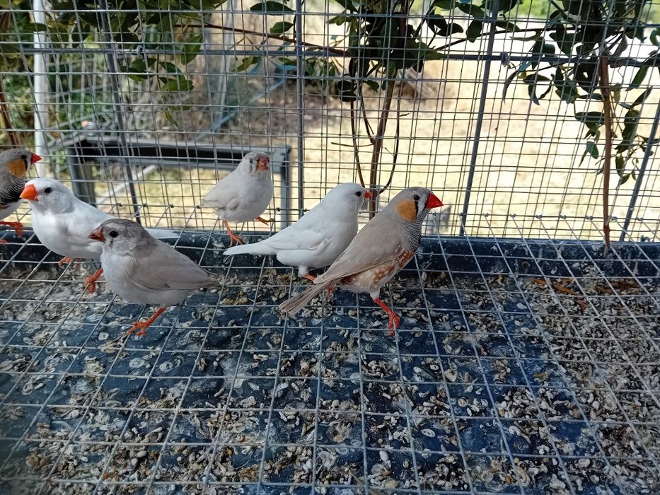 Casais de mandarins