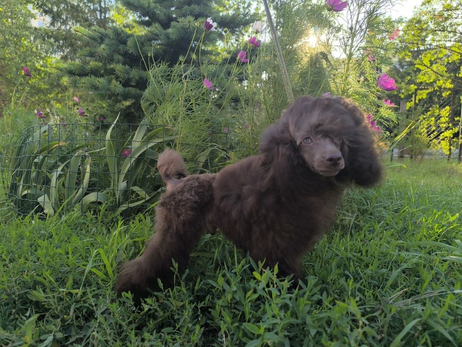 Пудель шоколадный той КСУ