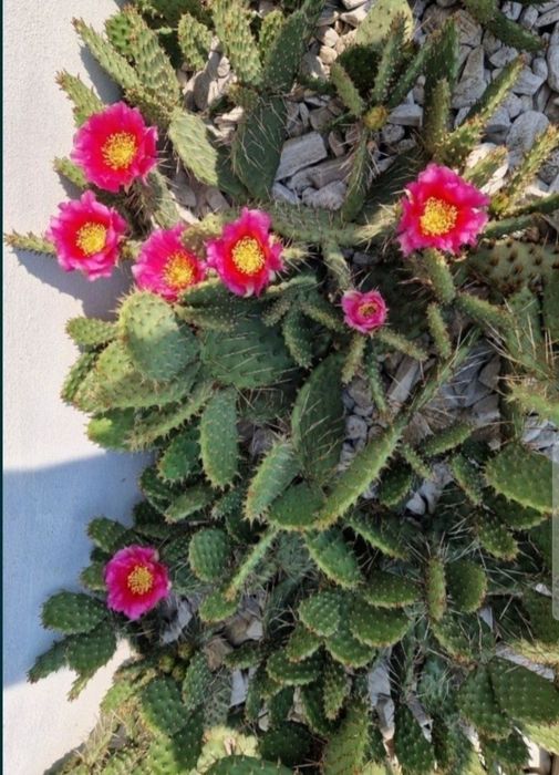 Kaktus opuncja roślina mrozoodporna kwiaty