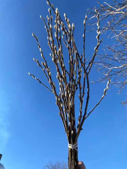 Котики верба букети