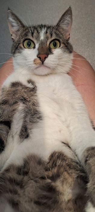 Кот в заботливые руки