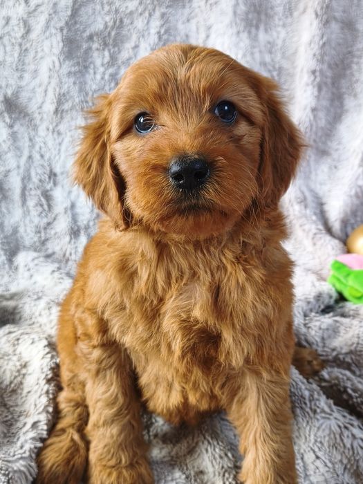 Irishdoodle badania genetyczne Doodle seter irlandzki