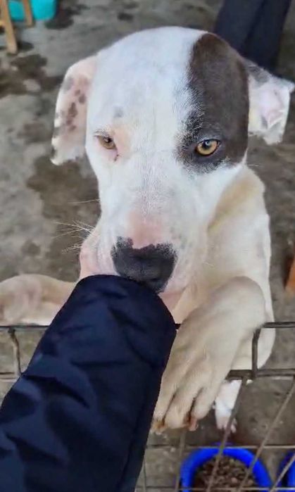 Pitbull Femea Para Adoçao