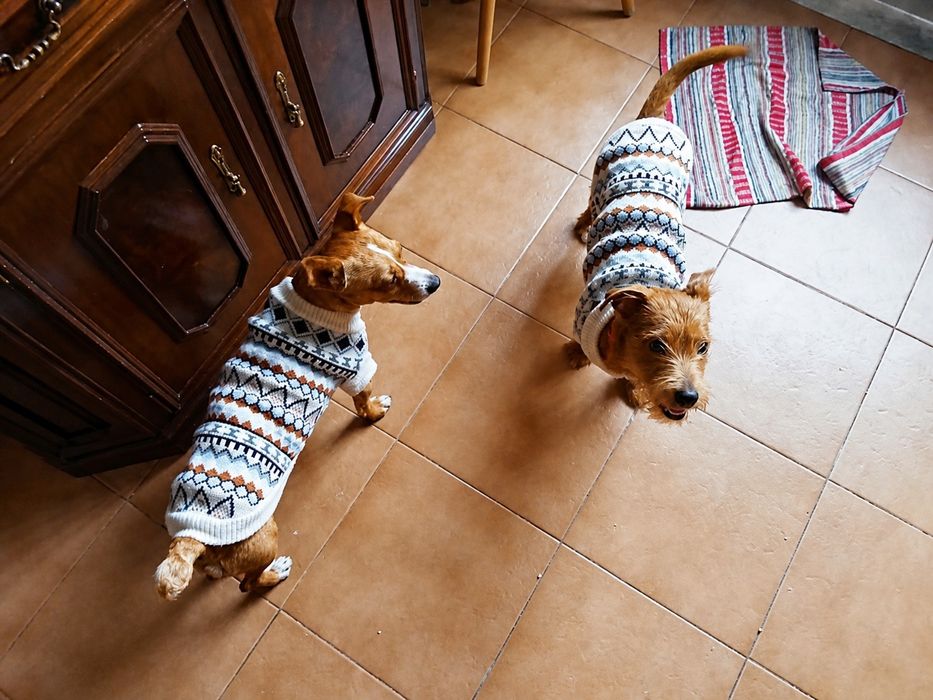 Adoção cão e cadela porte pequeno