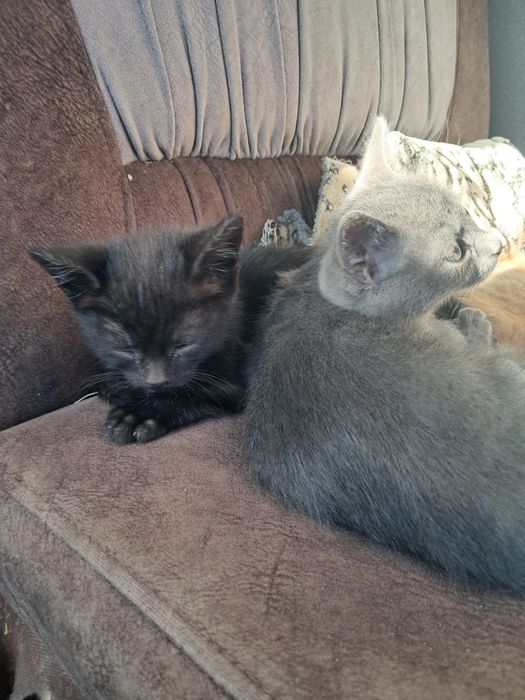 Відаю котиків в добрі і милі руки