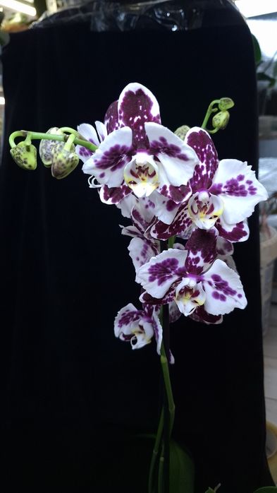 Орхідеі Маракеш пелор, метелик. Повна мутація. На дві гілки. Квітка 8с