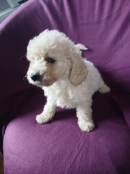 Cavapoo F1 B cudeńko