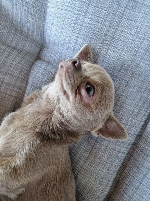 Вязка .Міні чіхуашка чекає на свою дівчинку