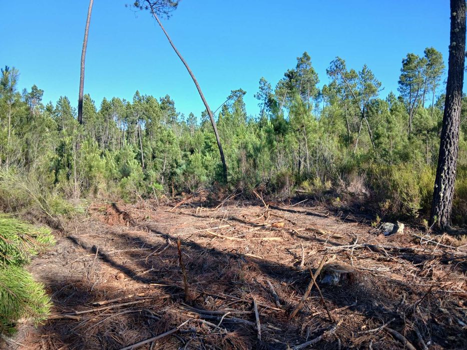 Terrano Rustico a venda || Rustic/Off-Grid Land for Sale
