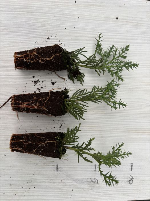 Sadzonki w muliplacie Jałowiec Gold Star