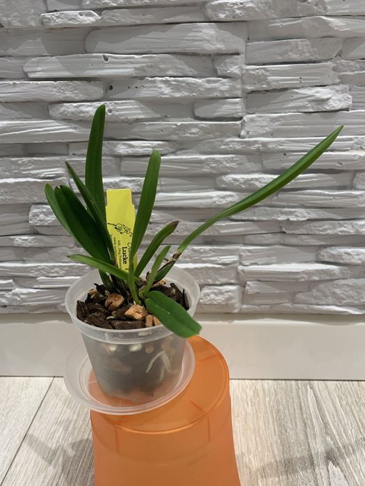 Орхідея Cattleya Luteola 4N x sib гарнюща