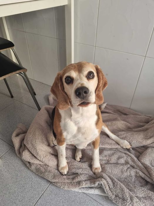 Beagle para adoção responsável