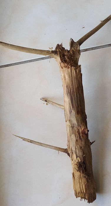 Drewienko do akwarium-23 cm