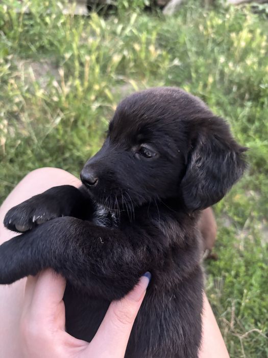 Віддам безкоштовно песиків.