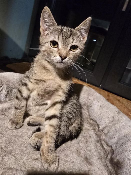 Urocza koteczka szuka swojego miejsca na ziemi - do adopcji