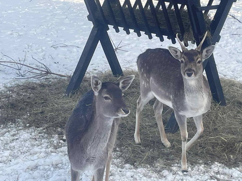 Sprzedam parę danieli