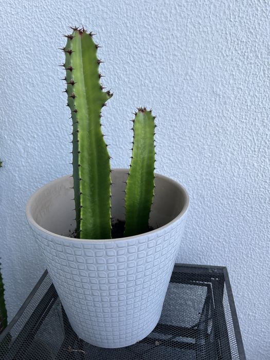 Euphorbia acrurensis cacto