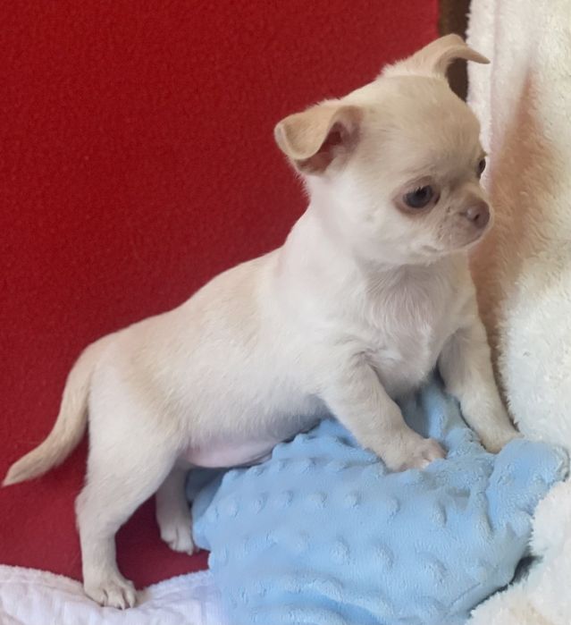 Чихуахуа мальчик