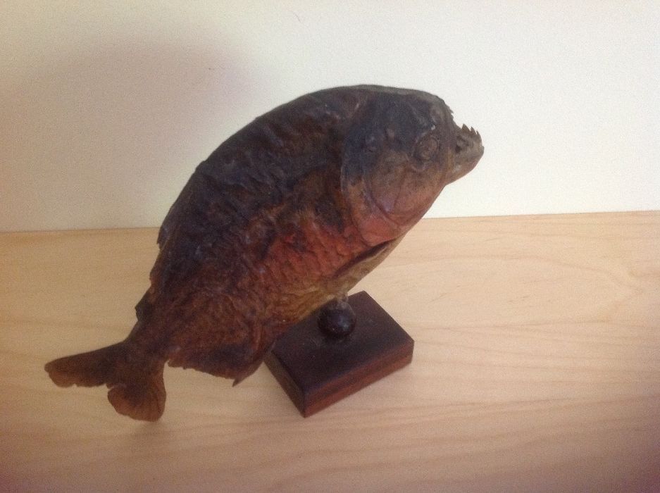 Piranha Brasil decoração