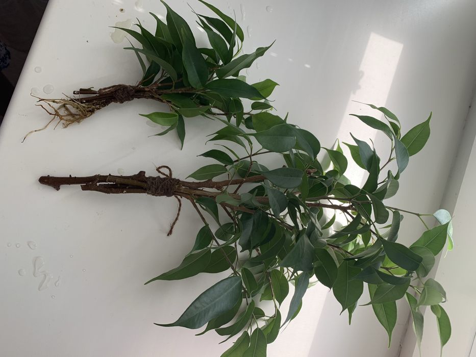 Паростки фікуса Бенджаміна