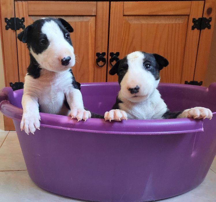 Bull Terrier Disponível