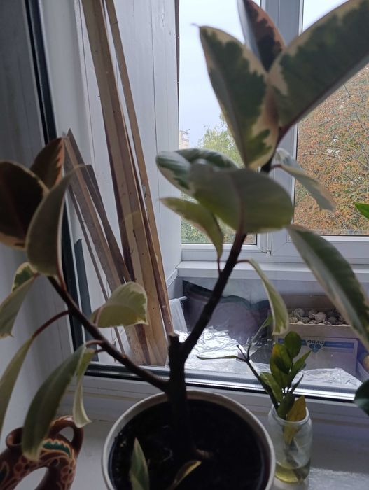 Каучуковий фікус.