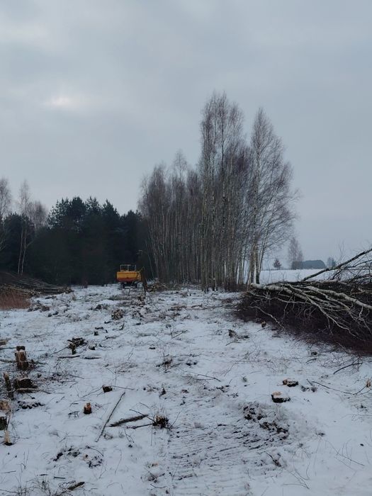 Usługa mulczerem wgłębnym, harwesterem forwarderem las samosiejki