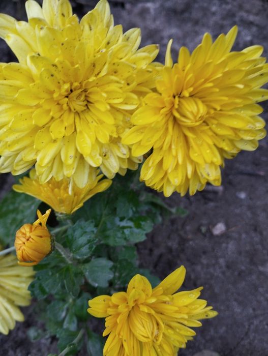 Продам хризантеми