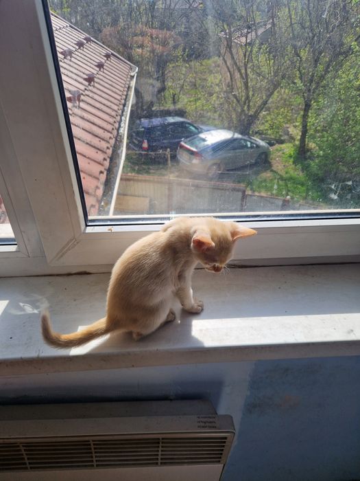 БУРМА  2,5 місяці.