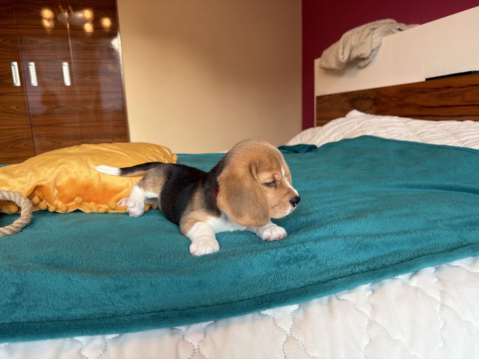 Suczka Beagle z rodowodem ZKwP FCI ,Po  Championach   .DNA .