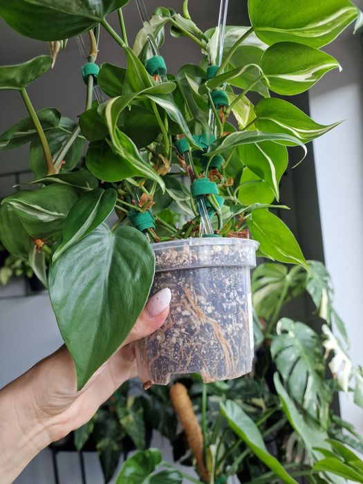 Philodendron Rio