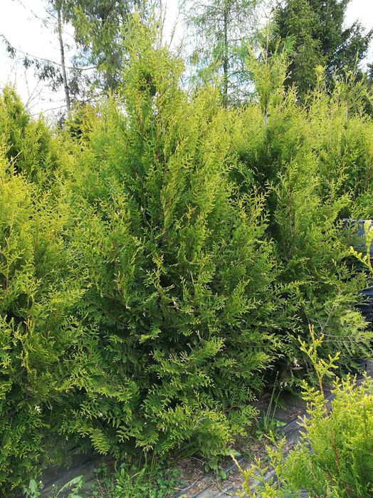 Tuja kórnik iglaki szmaragd zimozielone 1,5 metra 50 zł.