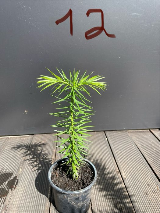 Planta Araucaria Angustifolia