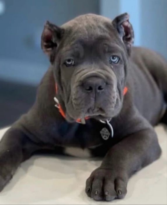 Купірувані щеночки-Cane corso Italiano