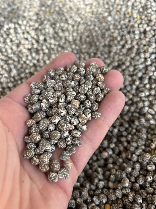 Łubin gorzki karo/oskar po centrali