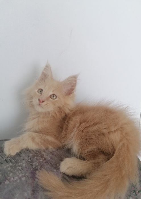 Котик   мейн-кун.