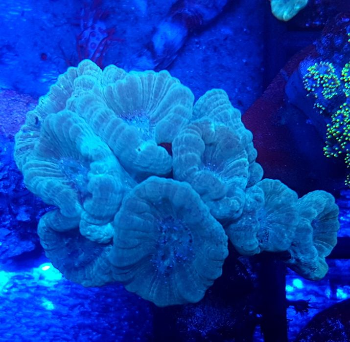 Caulastrea Mint . Koralowiec . Akwarium morskie
