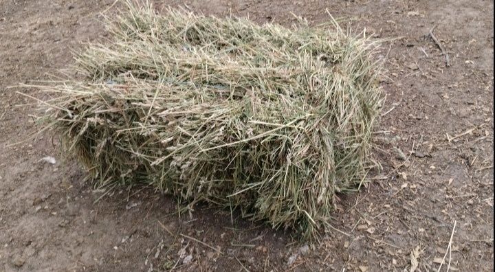 Продам сіно в тюках,2025 року(сіно,солома)
