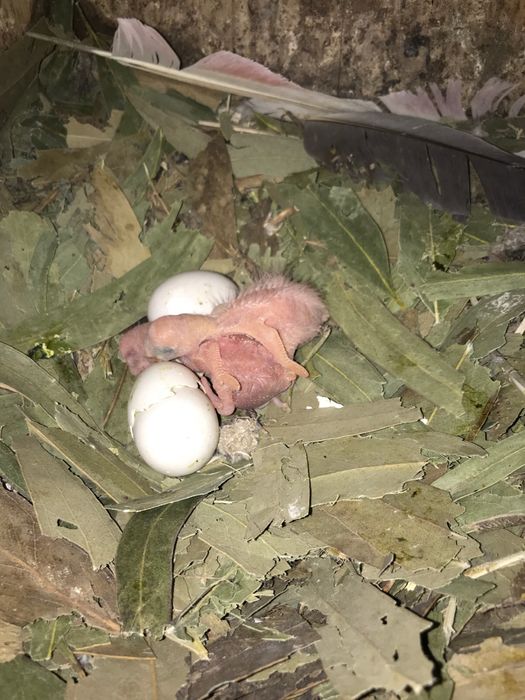 Cacatua Galah casal macho lutino