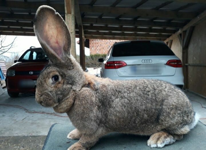 Króliki olbrzym belgijski